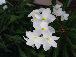 Obraz na płótnie Canvas Flowers in bright white colour