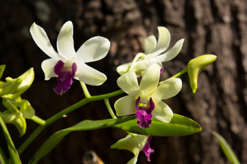 Naklejka na ściany i meble Yellow mix Dark Pink orchids flower