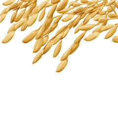 Rice - Oryza
Hand drawn vector illustration of golden yellow rice ear on transparent background in highly detailed realistic stile.