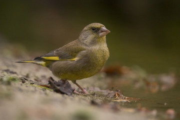 Obraz premium Greenfinch