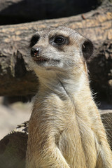 Close up portrait of meerkat watching alerted