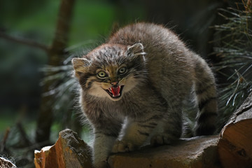 Fototapeta premium Close up portrait of manul kitten hissing