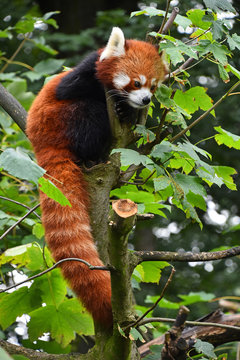 Close up portrait of red panda on tree
