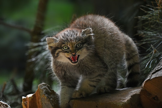 Close up portrait of manul kitten hissing