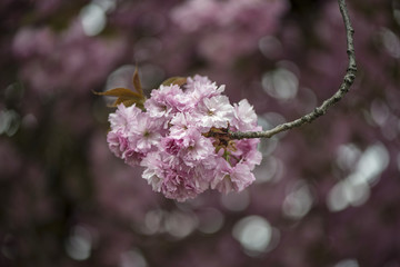 Japanese cherry