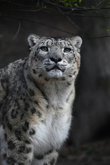 Close up portrait of snow leopard