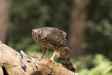 Hawk