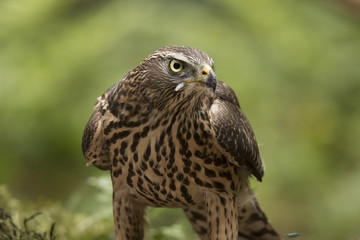 Hawk