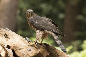 Hawk