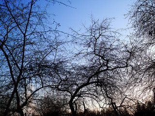bare trees against clear blue sky background in winter park backlit by sun