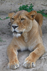 Naklejka na ściany i meble Close up side portrait of female African lioness