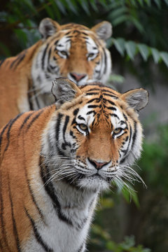Close up portrait of two Amur tigers