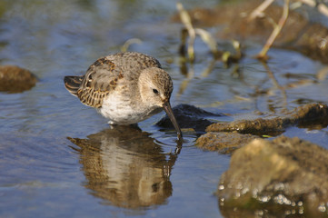 Little bird looks for food in water. Sandpiper, wild nature, nature, fauna, flora, bird 