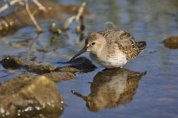 Little bird looks for food in water. Sandpiper, wild nature, nature, fauna, flora, bird 