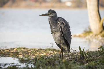 Heron, Grey Heron