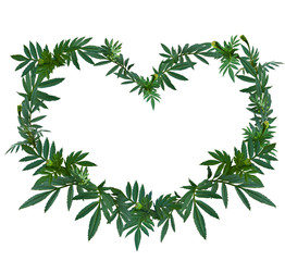 marigold or calendula green leaf wreath in heart shape on white background