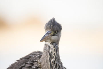 Heron, Grey Heron