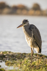 Heron, Grey Heron