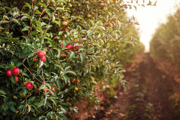 Apple Orchard - 181801714
