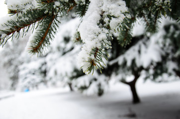 Fir tree needles with thick snow