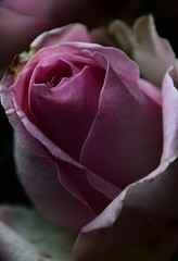 Kopf einer pinkfarbenen Rose in Nahaufnahme