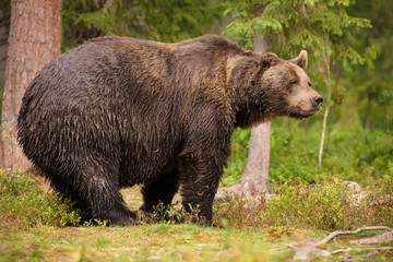 Huge Eurasian brown bear standing in the Finnish taiga forest in summer