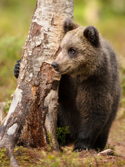 Cute little Eurasian brown bear hiding from male bears behind a tree in the forest in summer