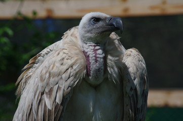 African white-backed vulture in Kwa-Zulu, Natal, South Africa basking in the sun after feeding
