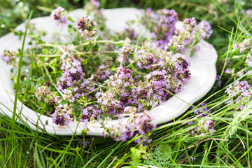 Thyme on plate in summer