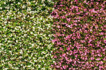 Textures of flowers. Strips of flowering plants