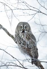 Great grey owl perching on a tree branch in winter, Finland