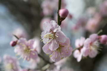 ピンクの梅の花