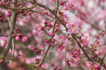 ピンクの梅の花