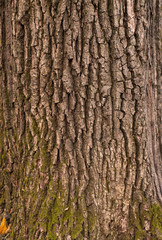 Relief texture of the brown bark of a tree with green moss and lichen on it. Long panoramic image of a tree bark texture.
