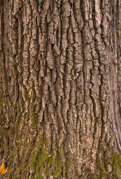 Relief texture of the brown bark of a tree with green moss and lichen on it. Long panoramic image of a tree bark texture.