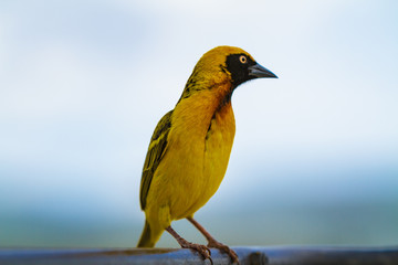 Colored Bird