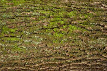Embossed texture of the brown bark of a tree with green moss and blue lichen on it. Relief creative texture of an old oak bark.