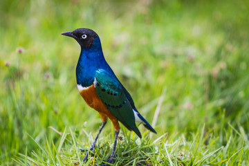 Obraz premium Colored Bird