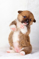 Obraz premium Corgi puppies on white background