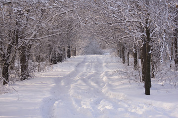 Obraz premium Snow alley among the trees. Winter forest. Winter road.
