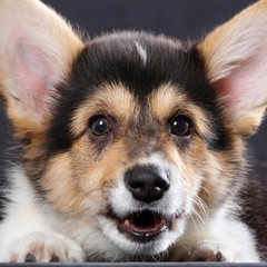 Corgi puppies on black background