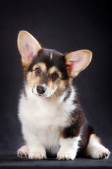 Corgi puppies on black background