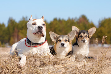 Welsh corgi pembroke n aulice in summer, water, grass