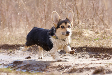 Welsh corgi pembroke n aulice in summer, water, grass