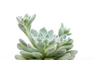Naklejka na ściany i meble Green Pale Soft Hair Flowering Echeveria Succulent Plant White Background