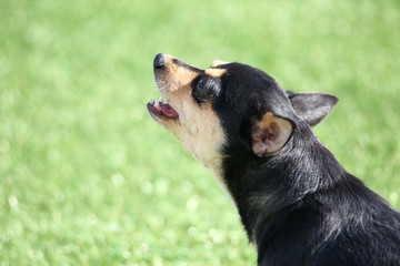 영리한 강아지 - 바둑이