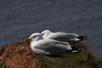 Heringsmöwen, Larus fuscus, auf Feldwand, Insel Helgoland, Deutschland, Europa