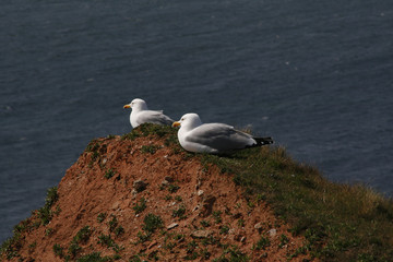 Heringsmöwen, Larus fuscus, an Steinwand, Insel Helgoland, Deutschland, Europa