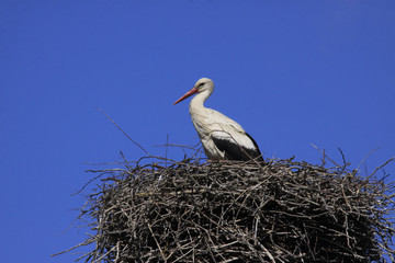 Weißstorch, Ciconia ciconia, steht auf Nest