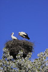 Weißstorch Paar, Ciconia ciconia, auf Nest